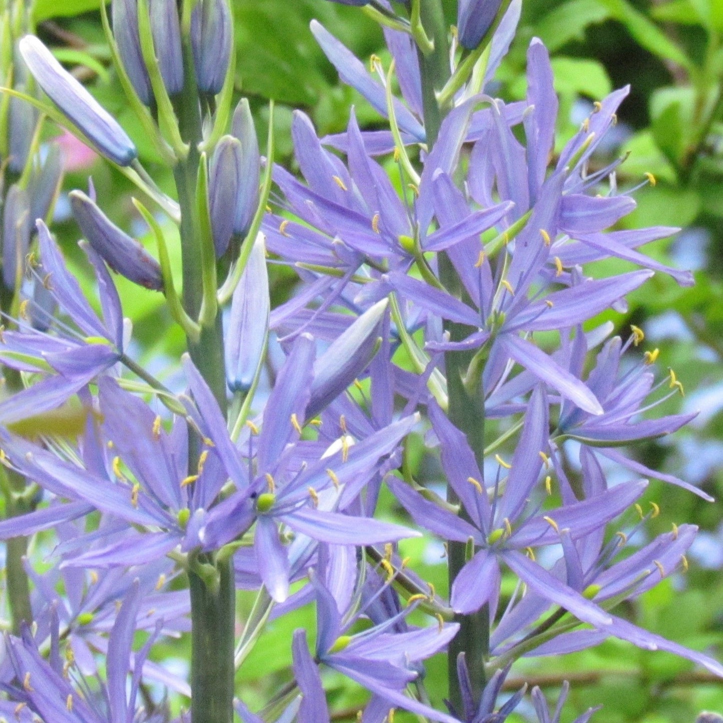 Camassia Cusickii