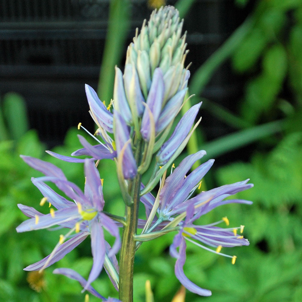 Camassia Cusickii