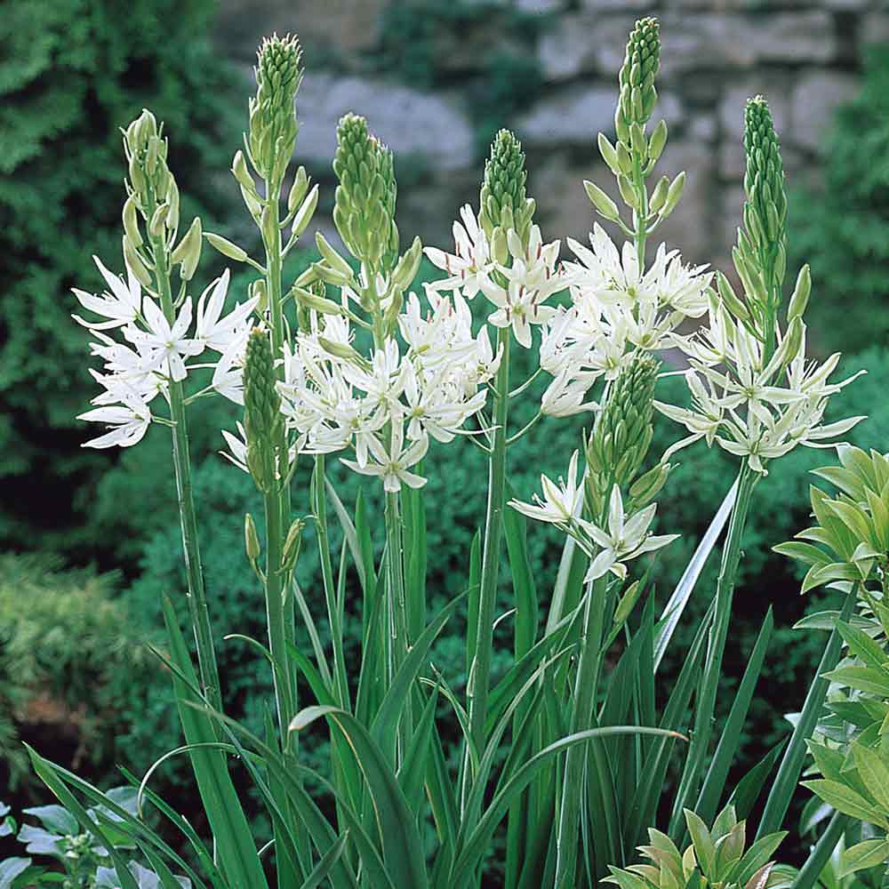 Camassia - Leichtlinii Alba
