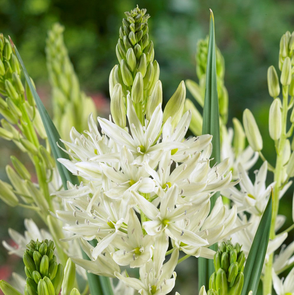 Camassia - Leichtlinii Alba