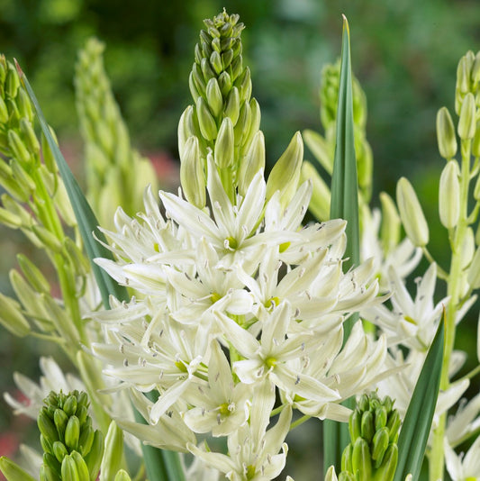 Camassia - Leichtlinii Alba