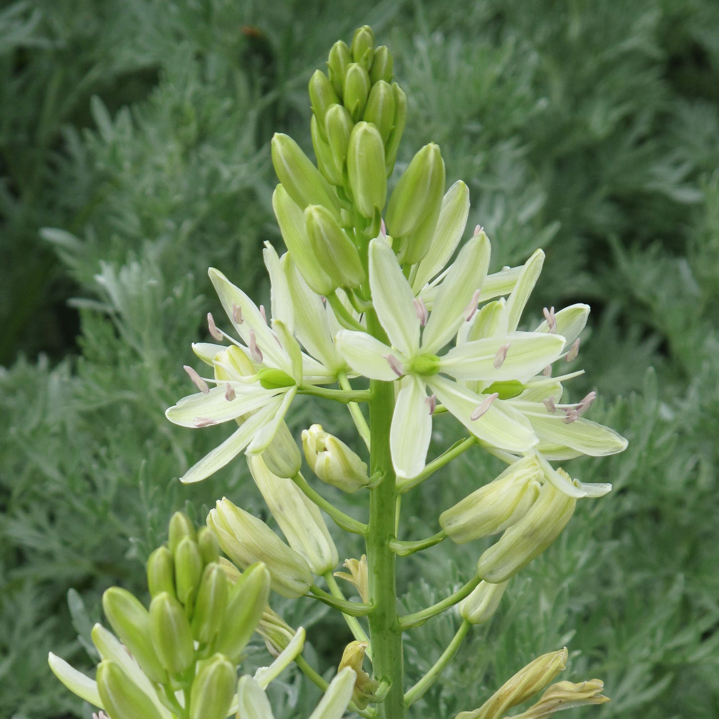 Camassia - Leichtlinii Alba