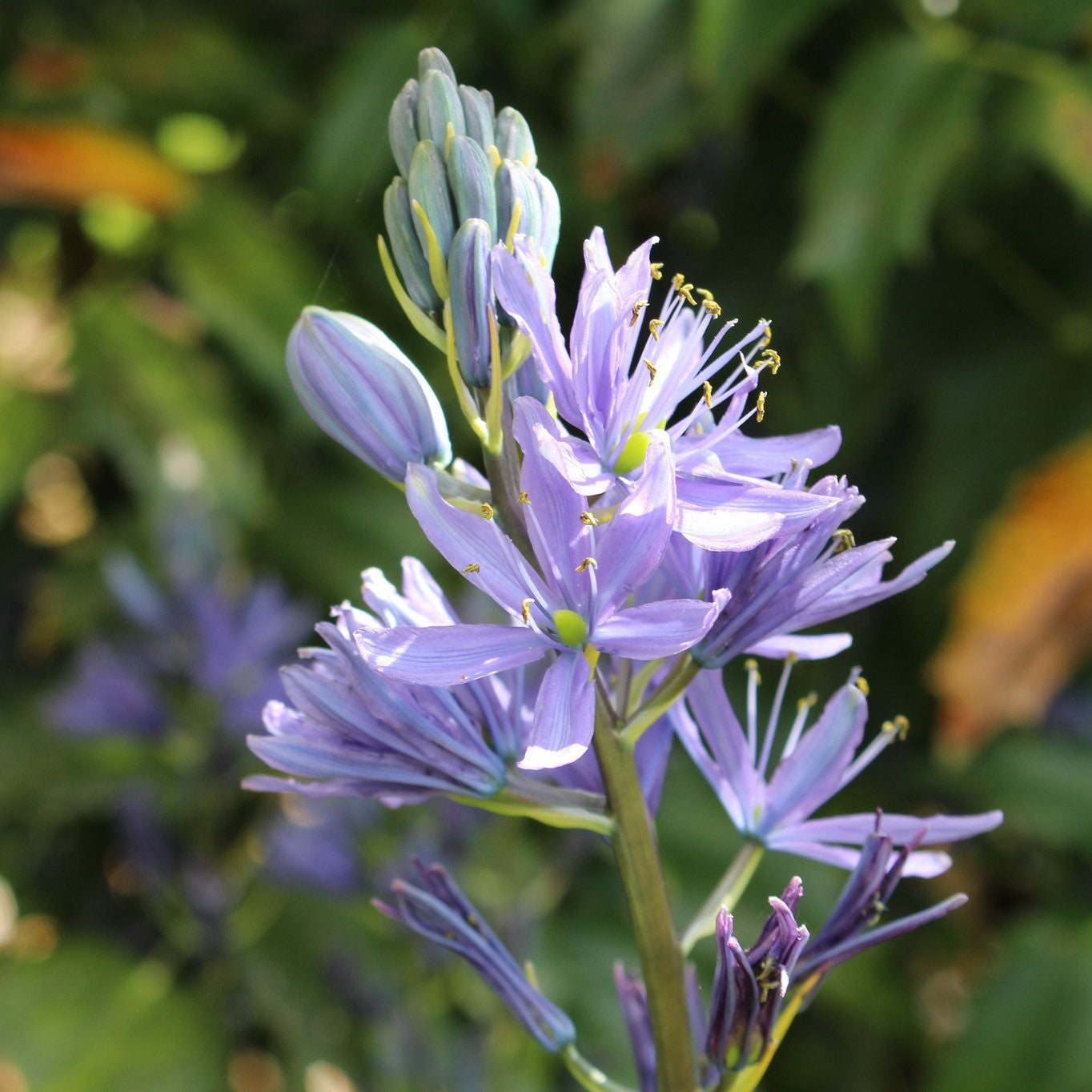 Camassia - Leichtlinii Caerulea