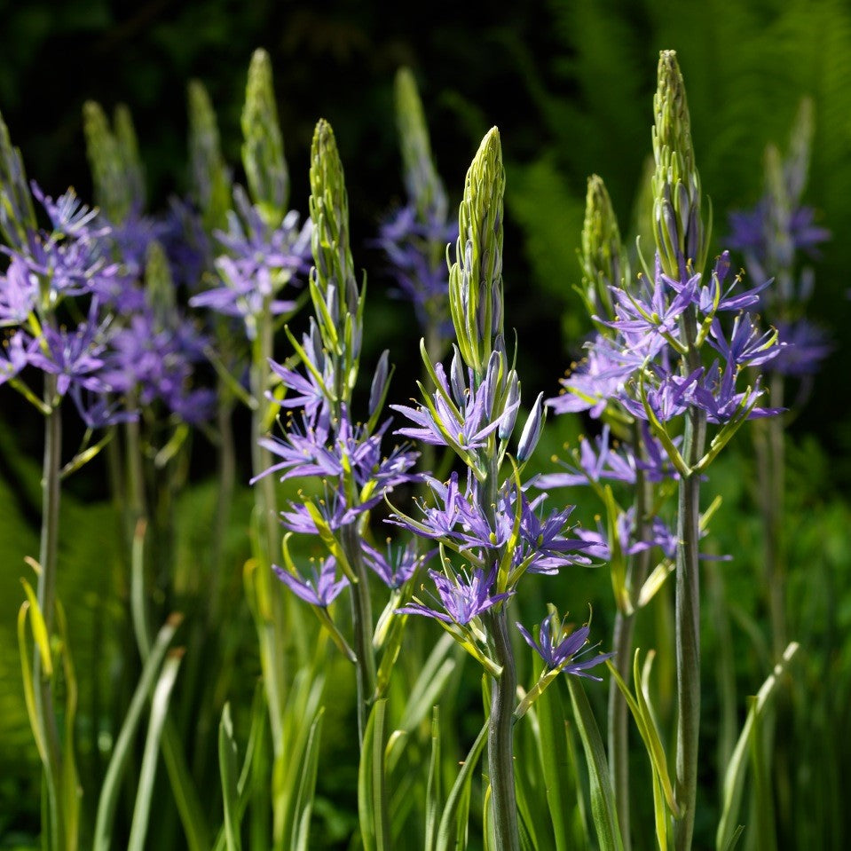 Camassia - Leichtlinii Caerulea