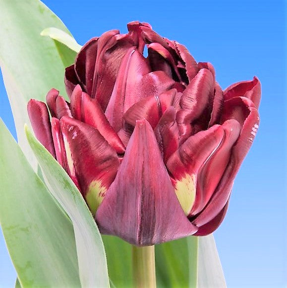 Tulip - Canyon