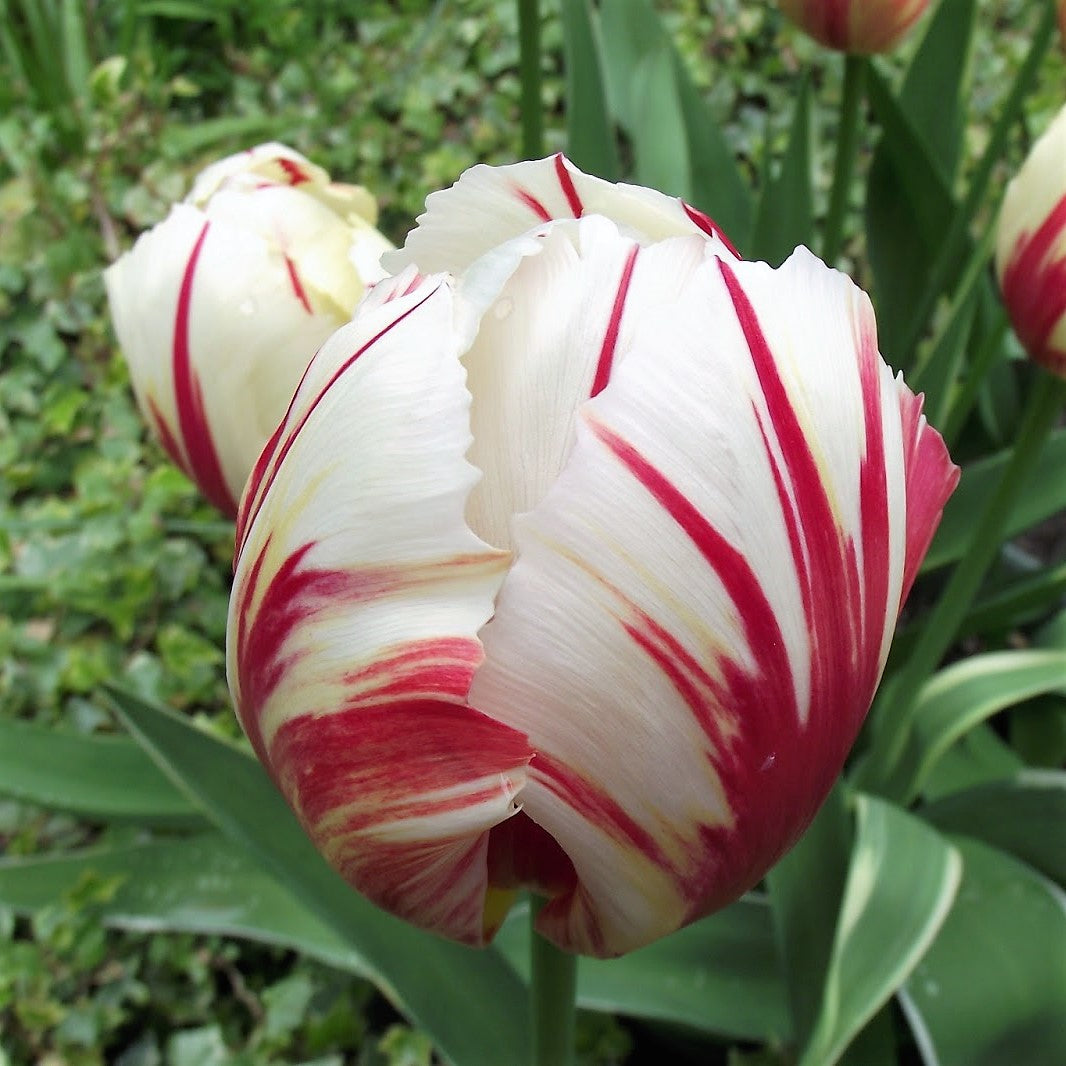 Tulip - Carnaval De Rio