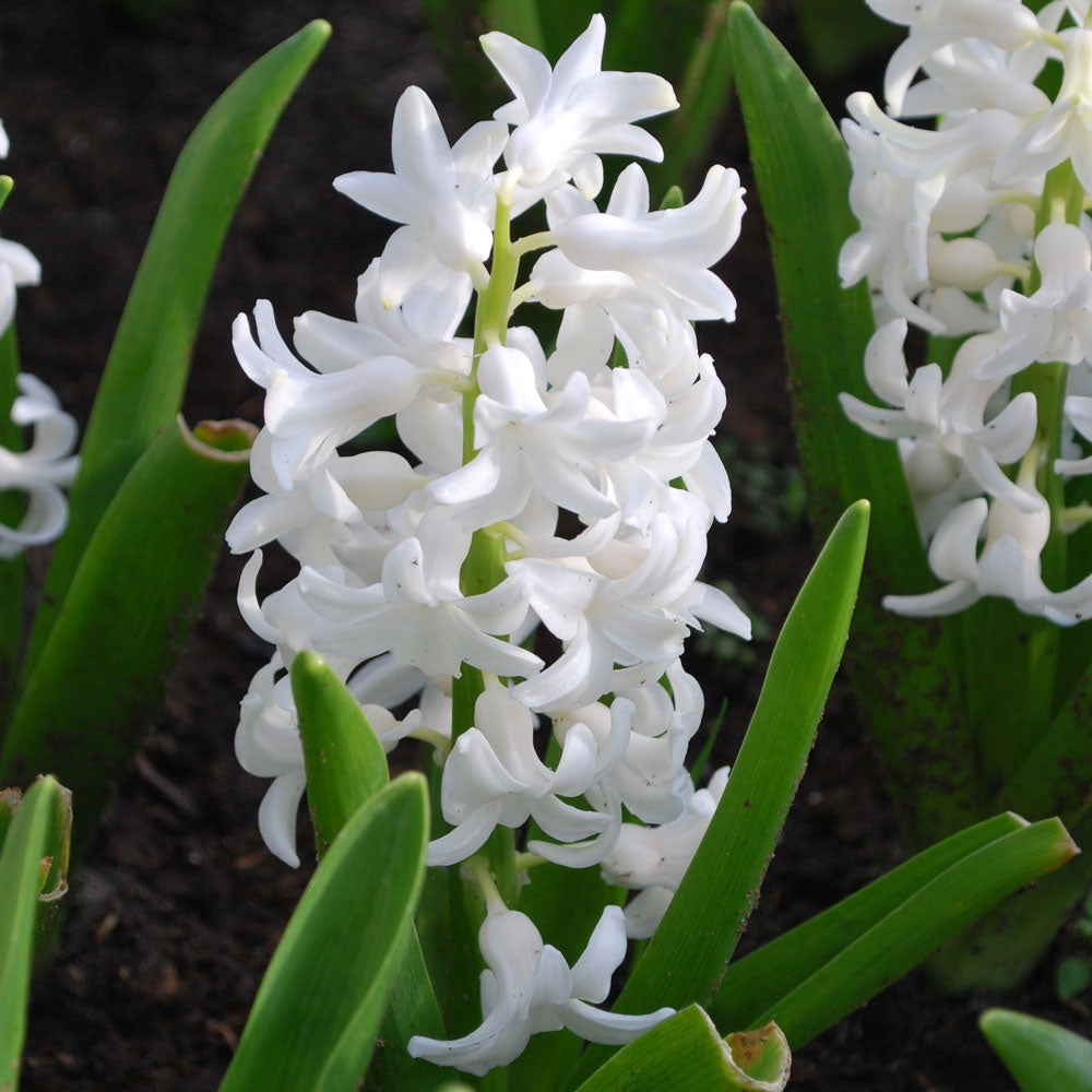 Hyacinth - Carnegie