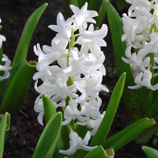 Hyacinth - Carnegie