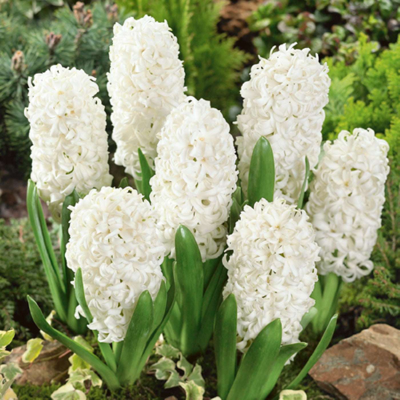 Hyacinth - Carnegie