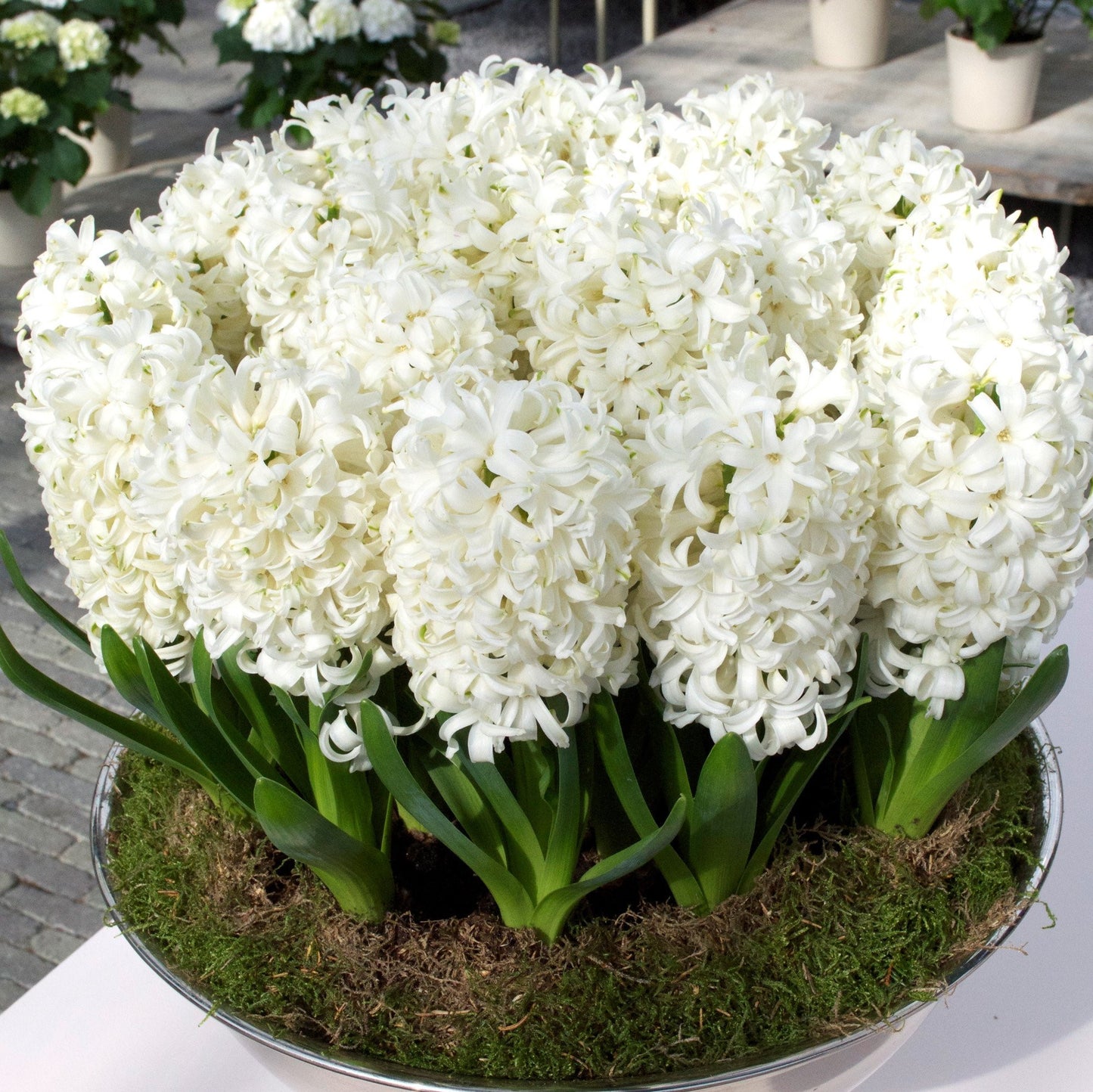 Hyacinth - Carnegie