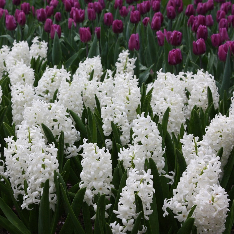 Hyacinth - Carnegie