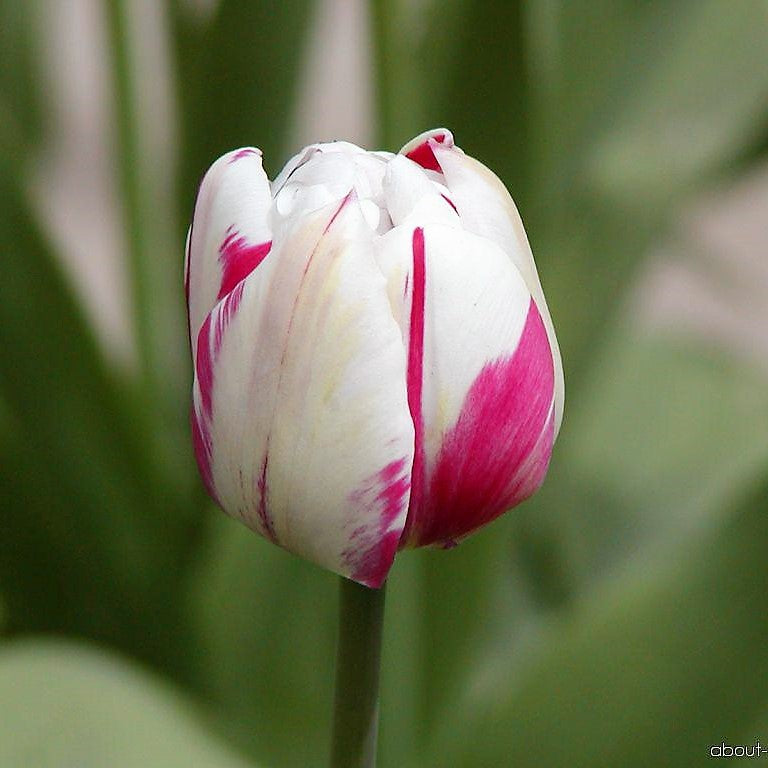 Tulip - Carnaval De Rio