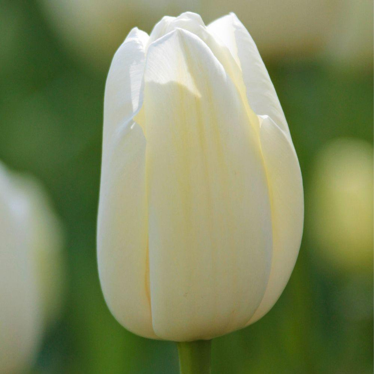 Tulip - Catherina