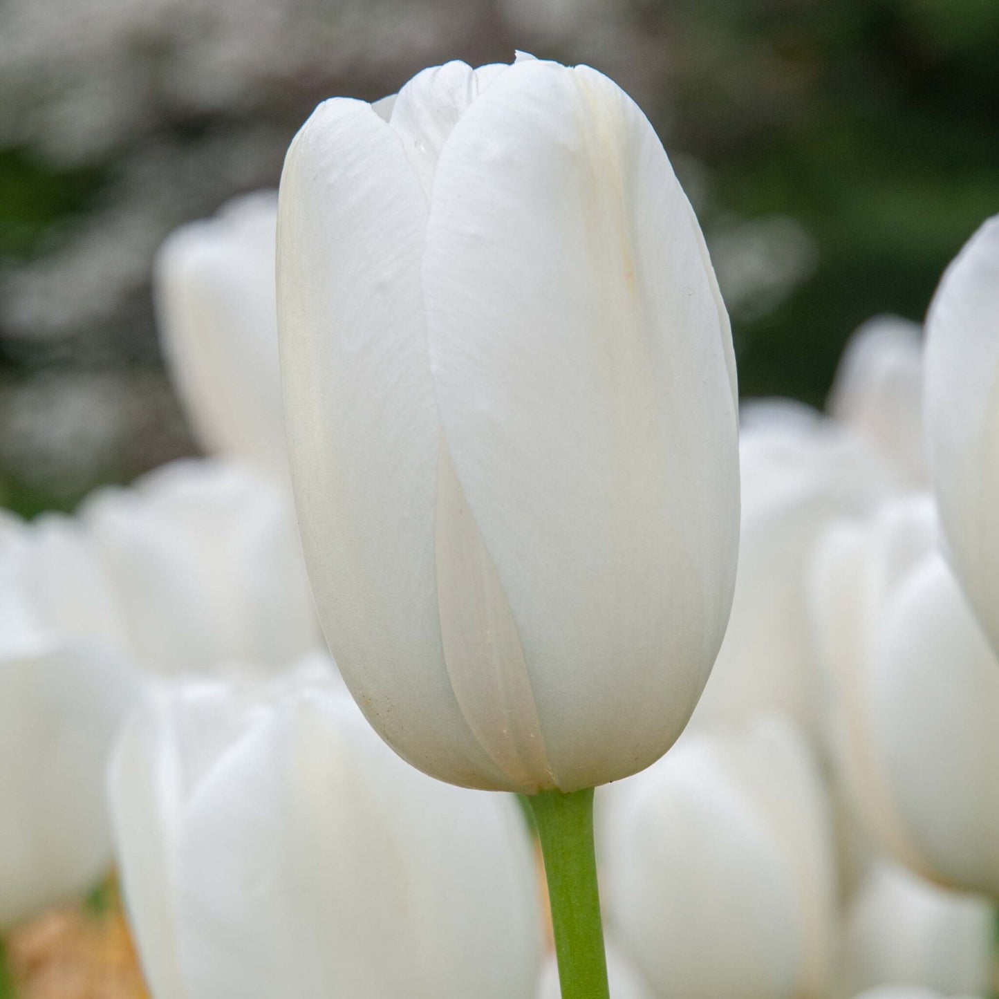 Tulip - Catherina