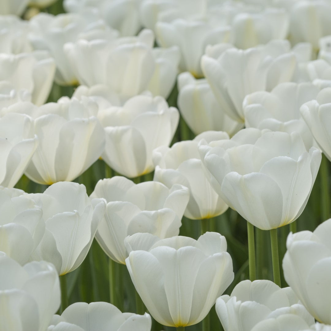 Tulip - Catherina