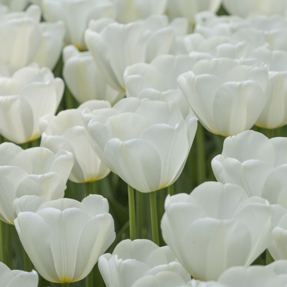 Tulip - Catherina
