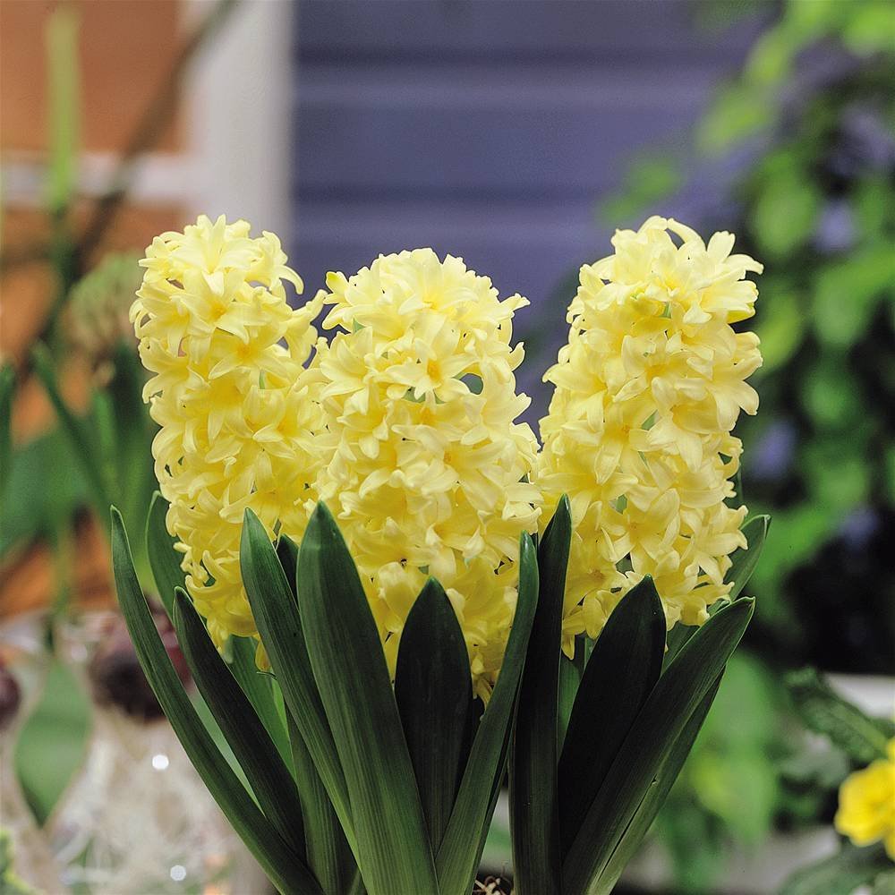 Hyacinth - City of Haarlem