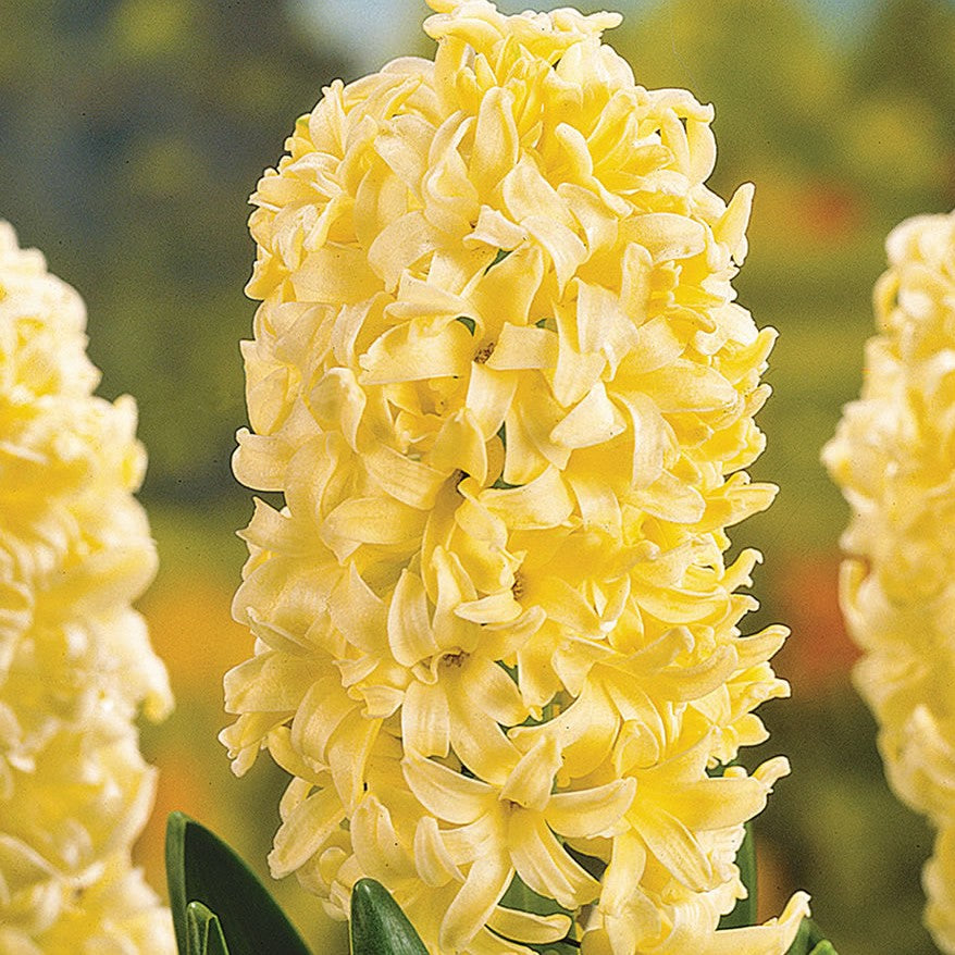 Hyacinth - City of Haarlem