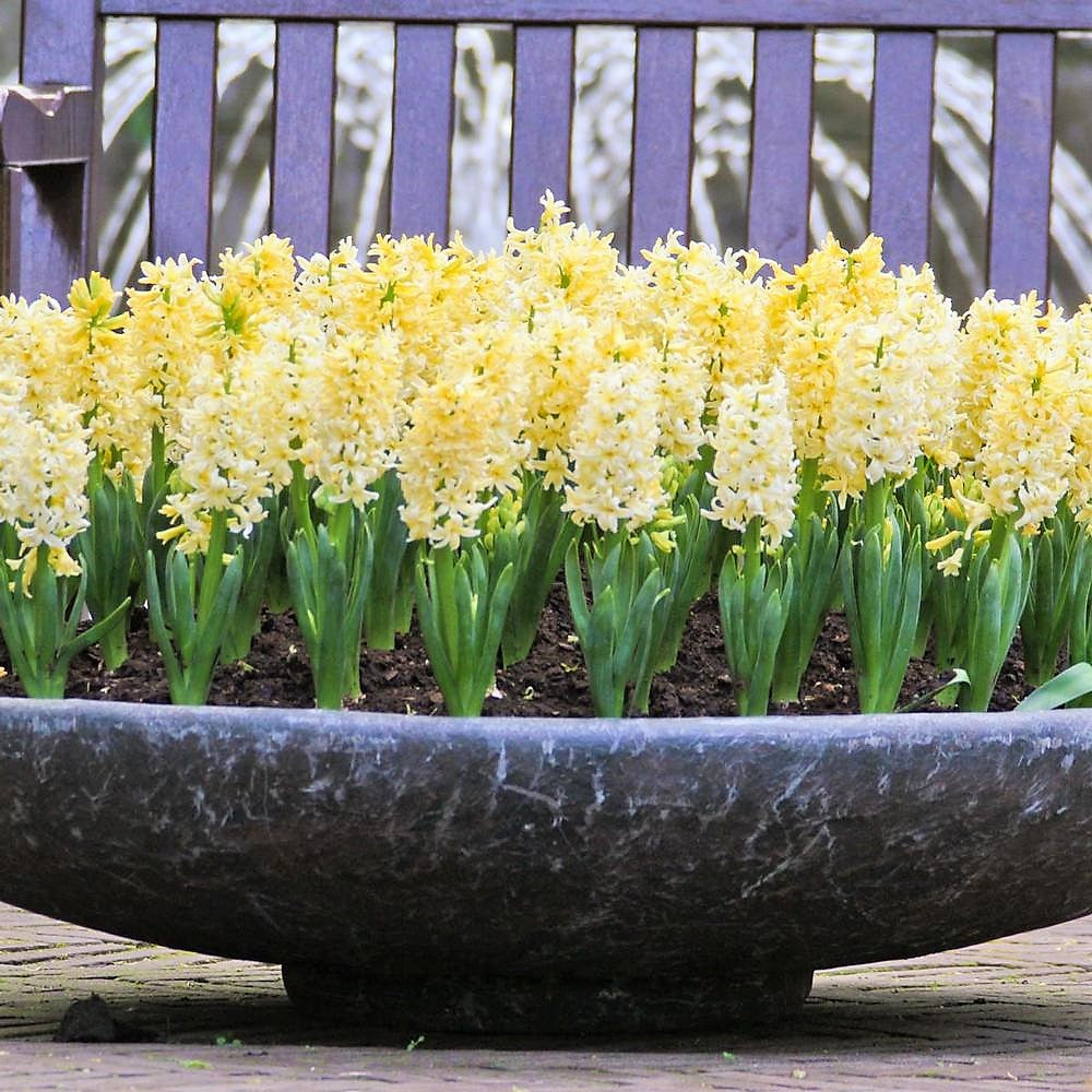 Hyacinth - City of Haarlem