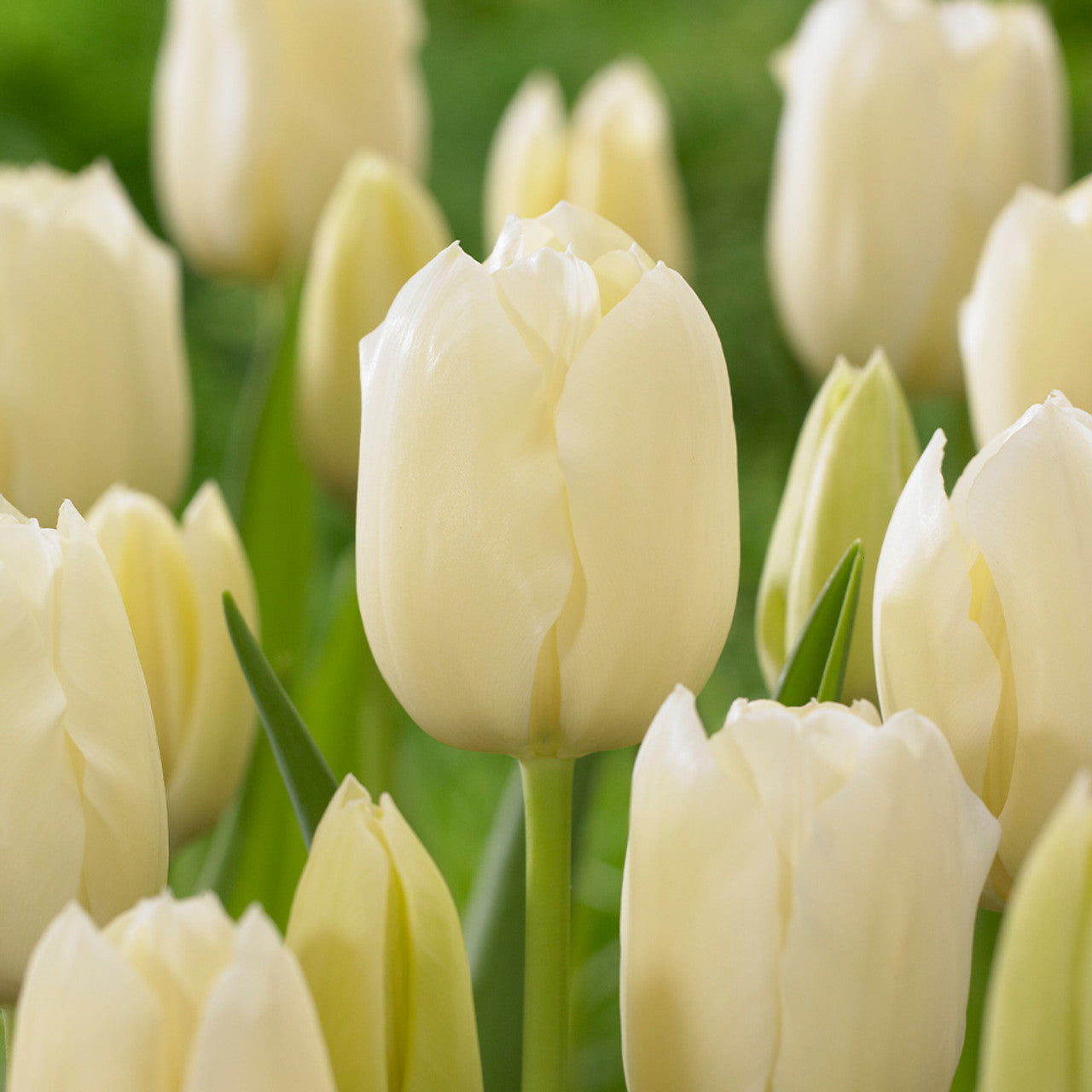 Tulip - City Of Vancouver