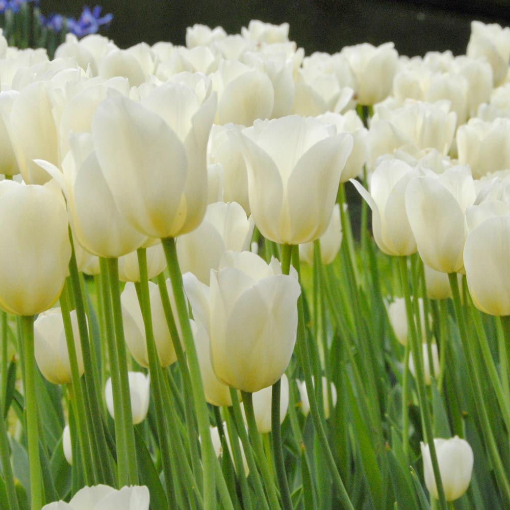 Tulip - City Of Vancouver