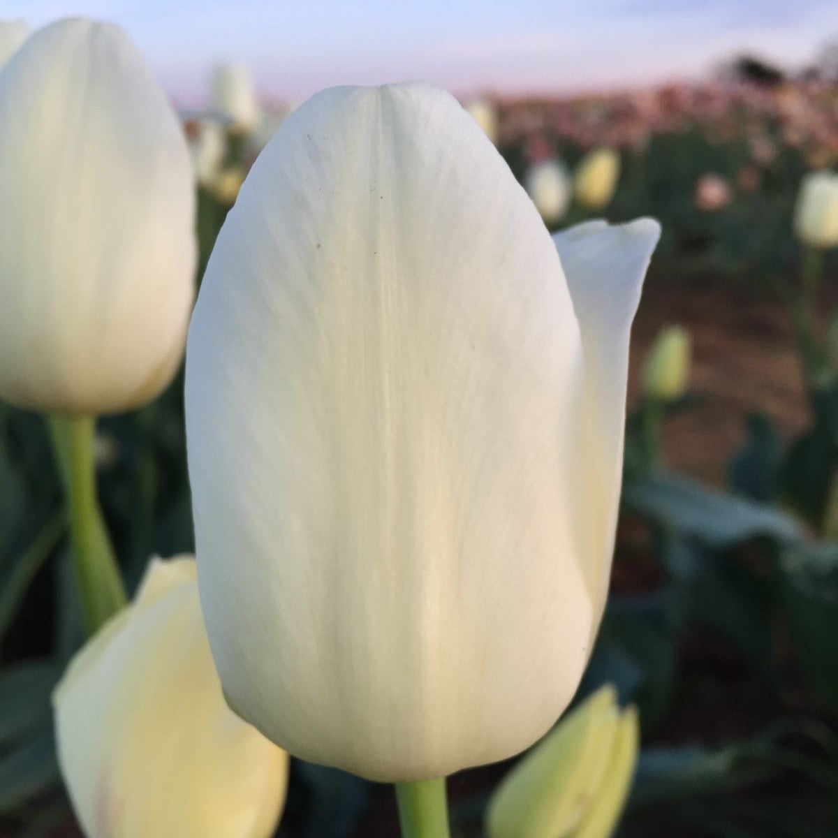 Tulip - City Of Vancouver