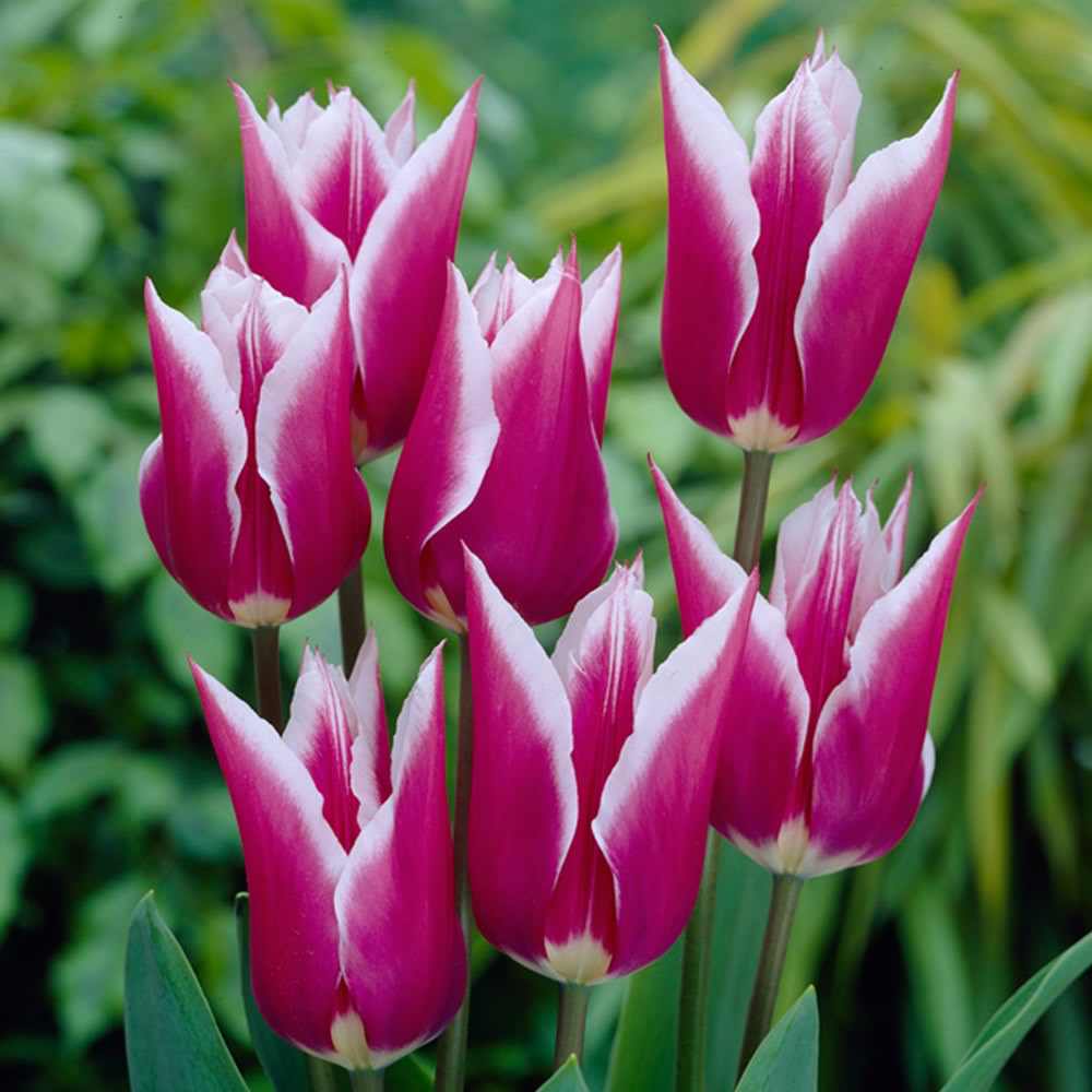 Tulip - Claudia