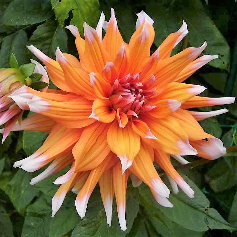 Dahlia Cactus - Colour Spectacle