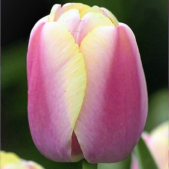 Tulip - Coral Pride