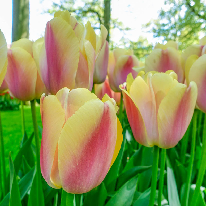 Tulip - Coral Pride