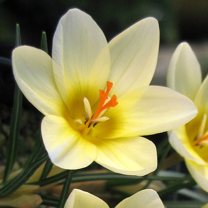 Crocus Species - Cream Beauty