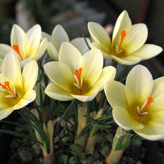 Crocus Species - Cream Beauty