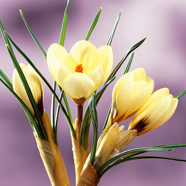 Crocus Species - Cream Beauty