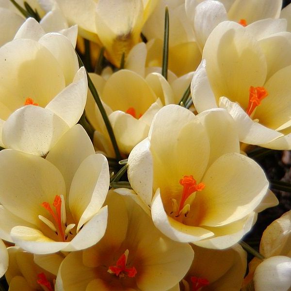 Crocus Species - Cream Beauty
