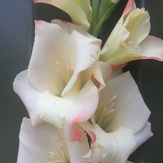 Gladioli Large Flowering - Cream Perfection