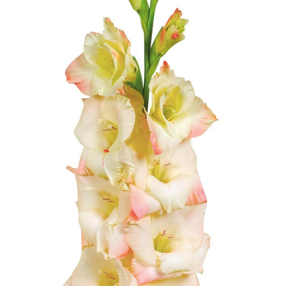 Gladioli Large Flowering - Cream Perfection