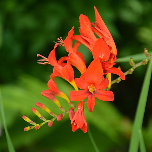 Crocosmia / Montbretia - Babylon