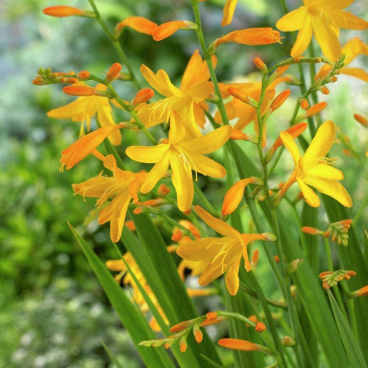 Crocosmia / Montbretia - George Davidson