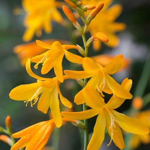 Crocosmia / Montbretia - George Davidson