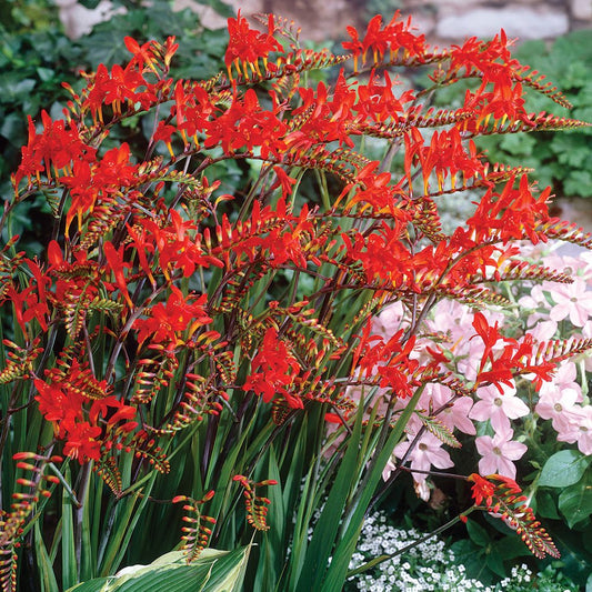 Crocosmia / Montbretia - Lucifer ( Firey Stars )