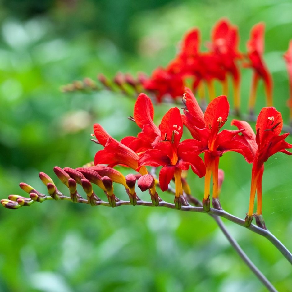 Crocosmia / Montbretia - Lucifer ( Firey Stars )