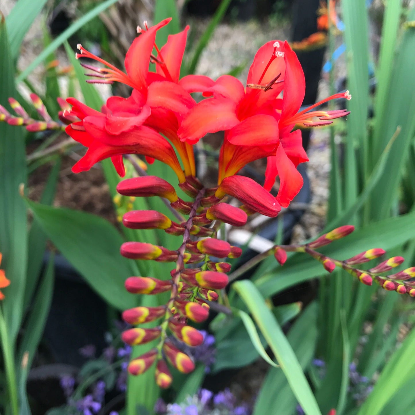 Crocosmia / Montbretia - Lucifer ( Firey Stars )