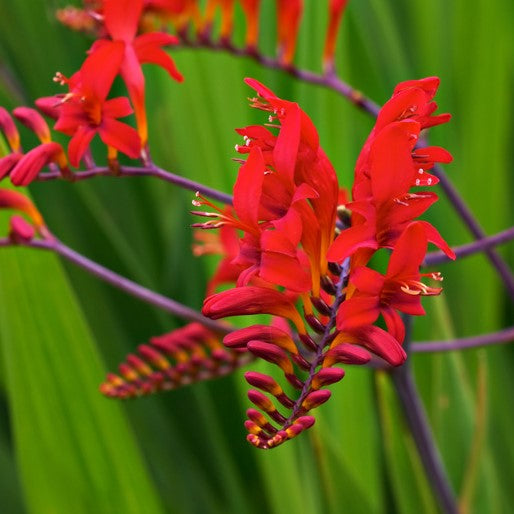 Crocosmia / Montbretia - Lucifer ( Firey Stars )