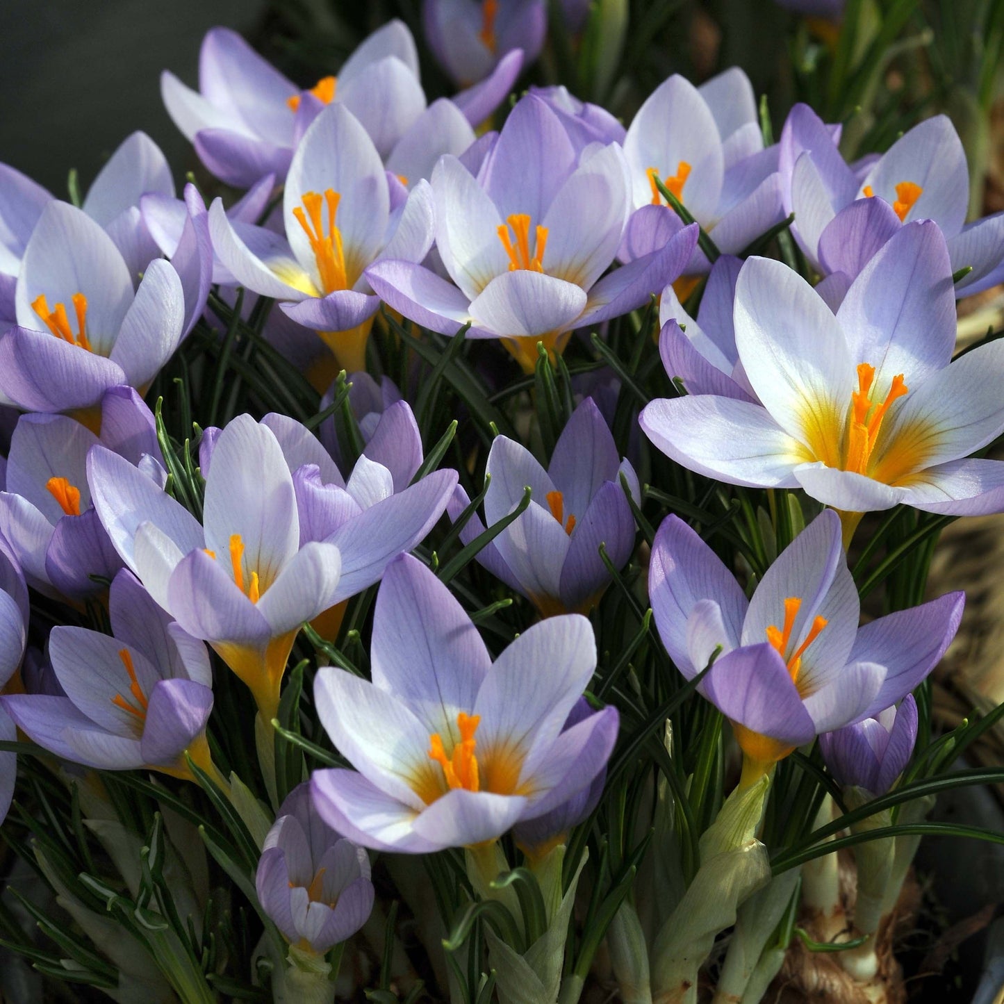 Crocus Species - Sieberi Firefly