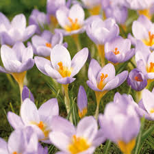 Crocus Species - Sieberi Firefly