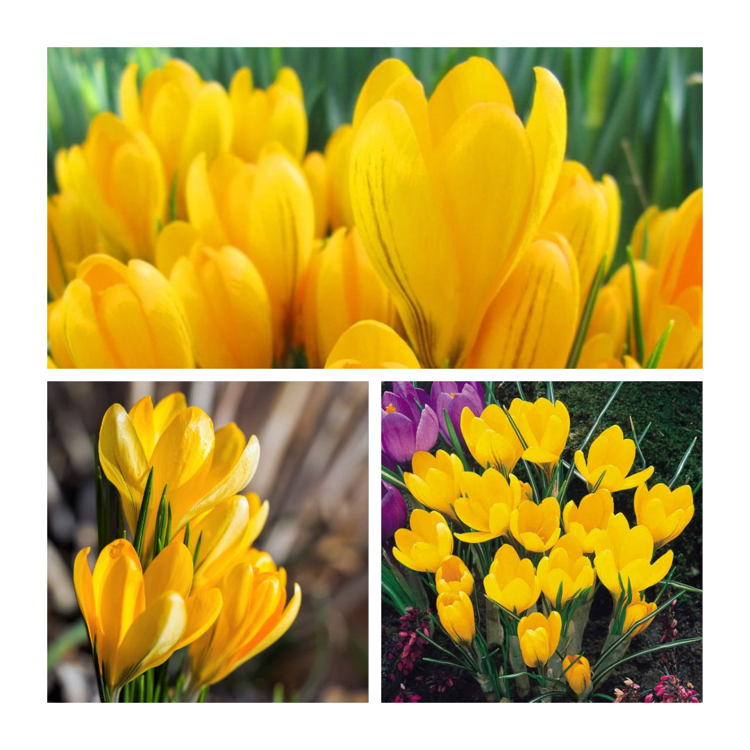 Crocus - Yellow