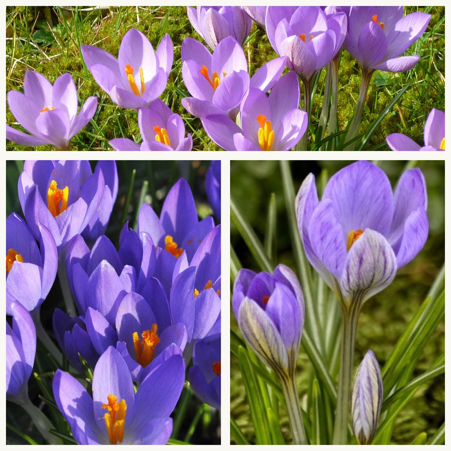 Crocus Species - Etruscus Zwanenburg
