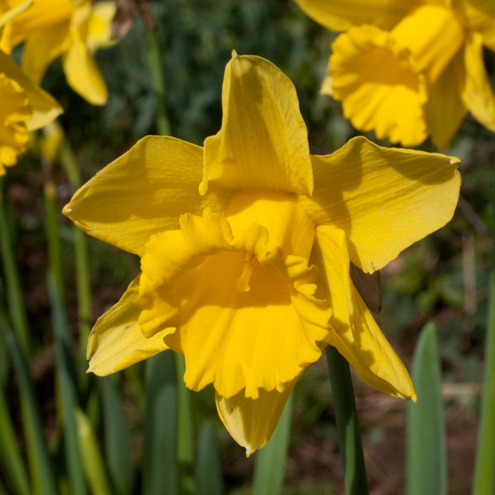 Daffodil - Dutch Master