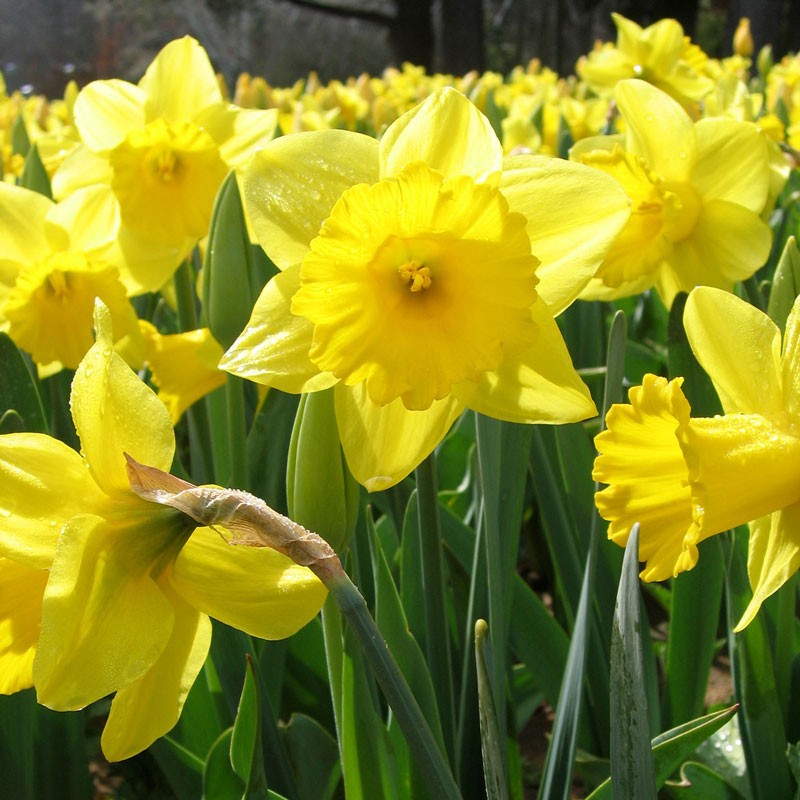 Daffodil - Dutch Master