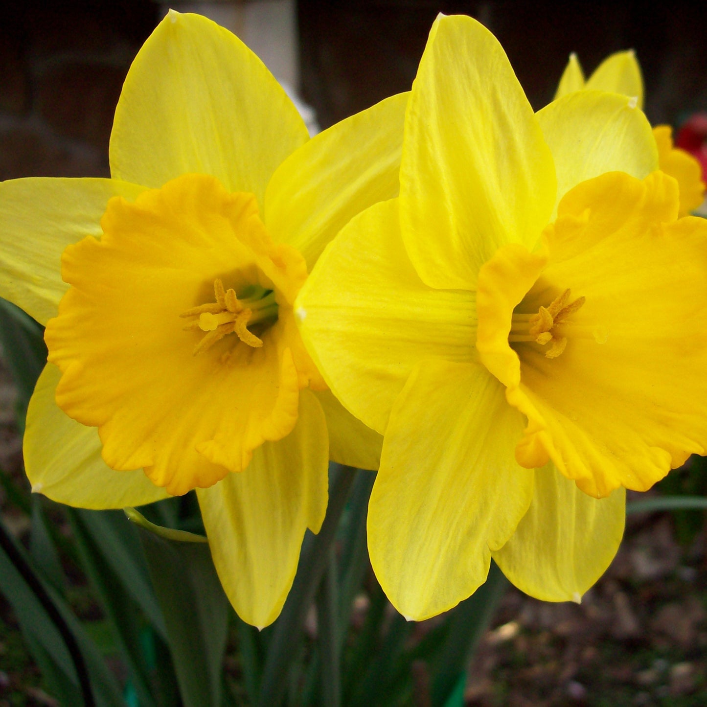 Daffodil - Dutch Master